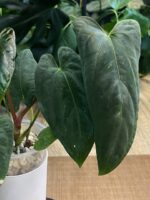 Anthurium noid (dark phenix x fort sherman) ? #1 - obrazek 5