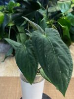 Anthurium noid (dark phenix x fort sherman) ? #1 - obrazek 4