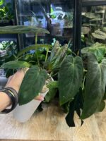 Anthurium noid (dark phenix x fort sherman) ? #1 - obrazek 3