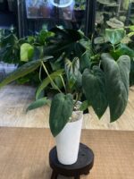 Anthurium noid (dark phenix x fort sherman) ? #1 - obrazek 2