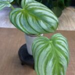 Philodendron Pastazanum ‘Silver’ – roślina o dużych, sercowatych liściach z wyraźnym unerwieniem i srebrzystym połyskiem, rosnąca na tle jasnego podłoża.