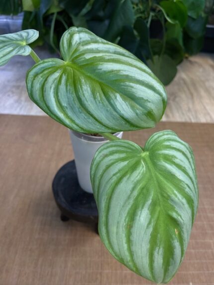 Philodendron Pastazanum ‘Silver’ – roślina o dużych, sercowatych liściach z wyraźnym unerwieniem i srebrzystym połyskiem, rosnąca na tle jasnego podłoża.