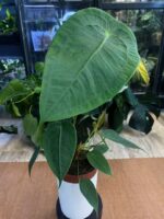 Anthurium Peltigerum #1 - obrazek 3