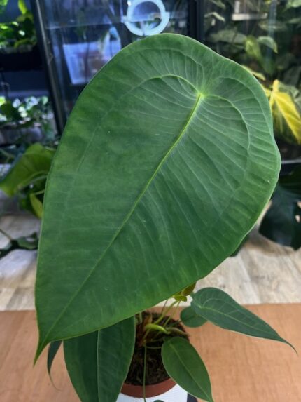 Anthurium Peltigerum – roślina kolekcjonerska o długich, eleganckich liściach z wyraźnym unerwieniem i tropikalnym wyglądem.
