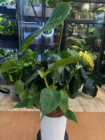 Anthurium Peltigerum #1 - obrazek 4