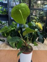 Anthurium Peltigerum #1 - obrazek 5