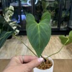 Anthurium magnificum x nigrolaminum Gigi