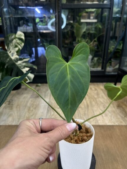 Anthurium magnificum x nigrolaminum Gigi