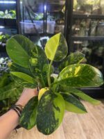 Philodendron Green Congo Marble / podwójna sadzonka #1 - obrazek 2