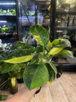 Philodendron Green Congo Marble / podwójna sadzonka #1 - obrazek 3