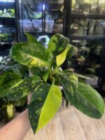 Philodendron Green Congo Marble / podwójna sadzonka #1