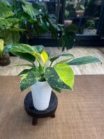 Philodendron Green Congo Marble / podwójna sadzonka #1 - obrazek 5