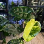Philodendron Burle Marx variegata