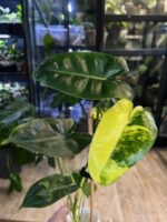Philodendron Burle Marx variegata