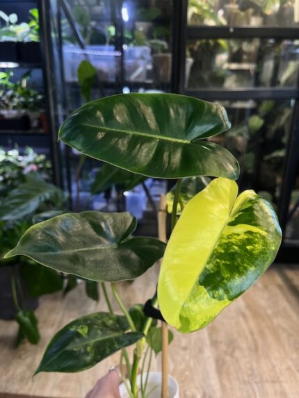 Philodendron Burle Marx variegata
