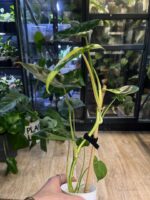 Philodendron Burle Marx variegata #1 - obrazek 5