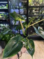 Philodendron Burle Marx variegata #1 - obrazek 4