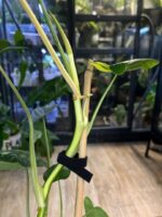 Philodendron Burle Marx variegata #1 - obrazek 3