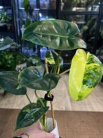 Philodendron Burle Marx variegata #1 - obrazek 2