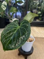 Anthurium King of Spades
