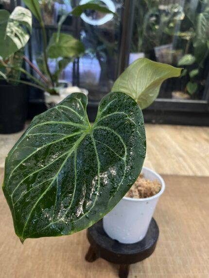 Anthurium King of Spades