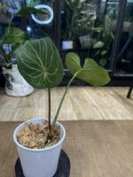 Anthurium King of Spades  #2 - obrazek 2