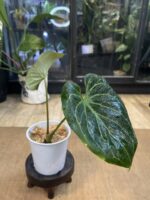 Anthurium King of Spades  #2 - obrazek 3