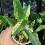 Philodendron Alatisulcatum Variegata - rzadki Philodendron kolekcjonerski z wydłużonymi, sztywnymi liśćmi, intensywnie pofalowanymi na krawędziach. Wariegacja w kolorach kremowej bieli i głębokiej zieleni. Idealny do uprawy domowej.