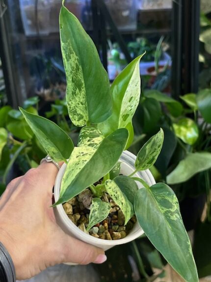 Philodendron Alatisulcatum Variegata - rzadki Philodendron kolekcjonerski z wydłużonymi, sztywnymi liśćmi, intensywnie pofalowanymi na krawędziach. Wariegacja w kolorach kremowej bieli i głębokiej zieleni. Idealny do uprawy domowej.