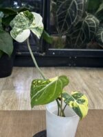 Philodendron Gloriosum Tricolor #1 - obrazek 4