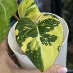 Philodendron Gloriosum Tricolor - super rzadka kolekcjonerska odmiana z dużymi, aksamitnymi liśćmi. Wariegacja jest trójkolorowa (tricolor) intensywna biel, jasnożółtylimonkowy oraz ciemna zieleń. Philodendron o pełzającym pokroju, idealny do terrarium lub jako roślina ozdobna.