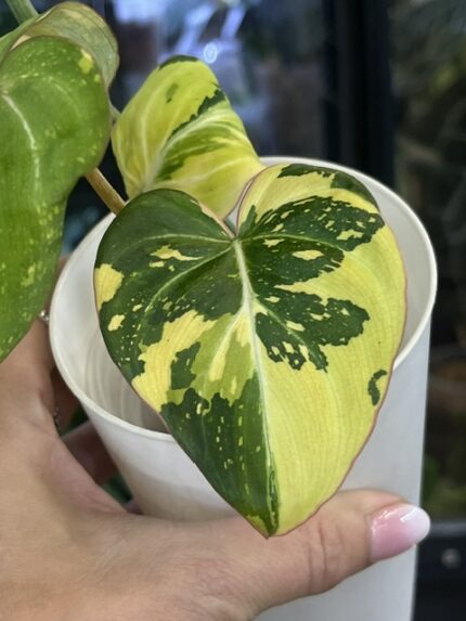 Philodendron Gloriosum Tricolor - super rzadka kolekcjonerska odmiana z dużymi, aksamitnymi liśćmi. Wariegacja jest trójkolorowa (tricolor) intensywna biel, jasnożółtylimonkowy oraz ciemna zieleń. Philodendron o pełzającym pokroju, idealny do terrarium lub jako roślina ozdobna.
