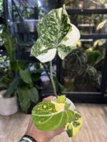Philodendron Gloriosum Tricolor #1 - obrazek 5
