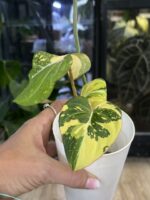 Philodendron Gloriosum Tricolor #1 - obrazek 3