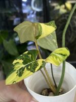 Philodendron Gloriosum Tricolor #1 - obrazek 6