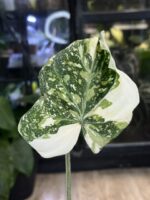 Philodendron Gloriosum Tricolor #1 - obrazek 7
