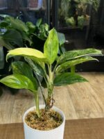 Aglaonema Siam Jade variegata / 2 pędy #1 - obrazek 7