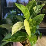 Aglaonema 'Siam Jade Variegata' - atrakcyjna roślina doniczkowa o dekoracyjnych, lśniących liściach. Wyraźna, kremowo-biała wariegacja na tle głębokiej, szmaragdowej zieleni. Łatwa w pielęgnacji Aglaonema, idealna do stanowisk półcienistych.