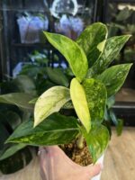 Aglaonema 'Siam Jade Variegata' - atrakcyjna roślina doniczkowa o dekoracyjnych, lśniących liściach. Wyraźna, kremowo-biała wariegacja na tle głębokiej, szmaragdowej zieleni. Łatwa w pielęgnacji Aglaonema, idealna do stanowisk półcienistych.