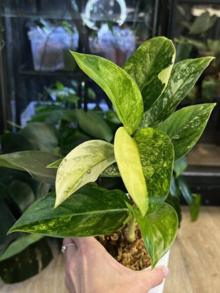 Aglaonema 'Siam Jade Variegata' - atrakcyjna roślina doniczkowa o dekoracyjnych, lśniących liściach. Wyraźna, kremowo-biała wariegacja na tle głębokiej, szmaragdowej zieleni. Łatwa w pielęgnacji Aglaonema, idealna do stanowisk półcienistych.