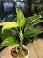 Aglaonema Siam Jade variegata / 2 pędy #1 - obrazek 5