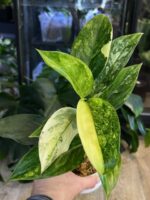 Aglaonema Siam Jade variegata / 2 pędy #1 - obrazek 4
