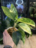 Aglaonema 'Siam Jade Variegata' - atrakcyjna roślina doniczkowa o dekoracyjnych, lśniących liściach. Wyraźna, kremowo-biała wariegacja na tle głębokiej, szmaragdowej zieleni. Łatwa w pielęgnacji Aglaonema, idealna do stanowisk półcienistych.