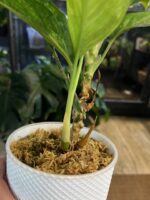 Aglaonema Siam Jade variegata / 2 pędy #1 - obrazek 3