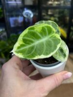 Alocasia ninja variegata #1 - obrazek 3