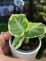 Alocasia ninja variegata #1 - obrazek 4