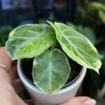 Alocasia Ninja Variegata z dużym, czarnym, aksamitnym liściem w kształcie tarczy, z widocznymi nieregularnymi, białymi plamami wariegacji.