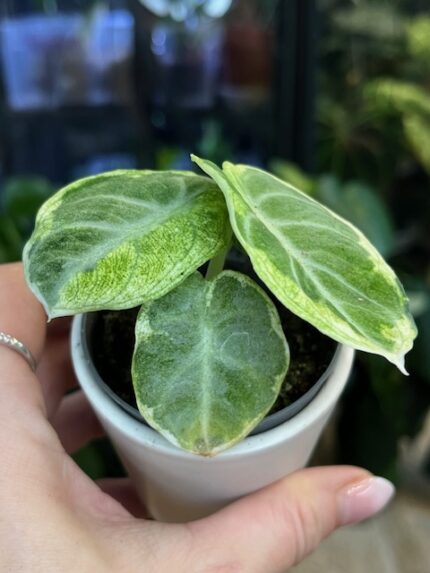Alocasia Ninja Variegata z dużym, czarnym, aksamitnym liściem w kształcie tarczy, z widocznymi nieregularnymi, białymi plamami wariegacji.