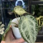 Anthurium Silver Blush variegata