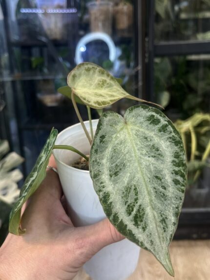 Anthurium Silver Blush variegata
